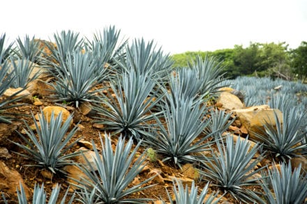 Agave Tequila landscape, Mexico.