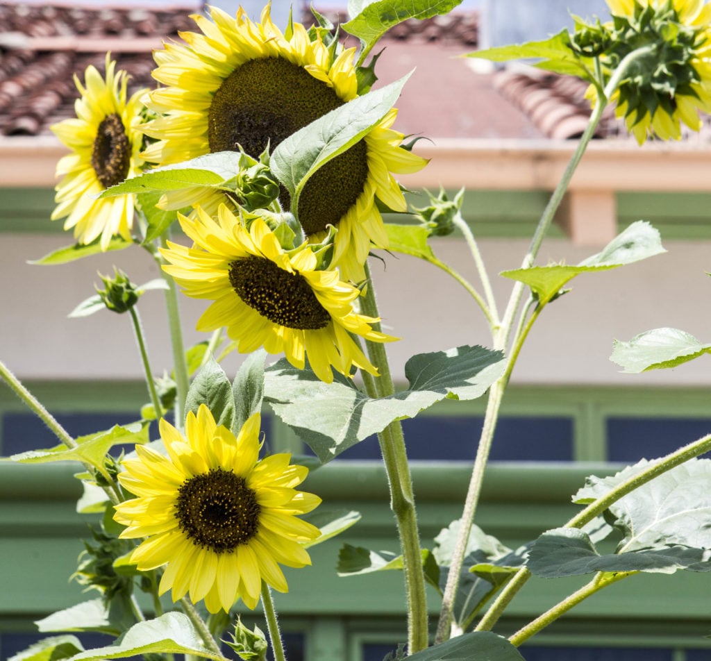 Maynards Organic Garden & Grove