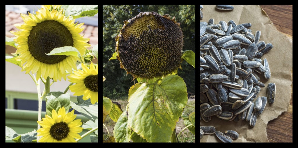 Sunflower Seed Harvest Tutorial Hotel Congress